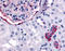 Erb-B2 Receptor Tyrosine Kinase 4 antibody, TA341073, Origene, Immunohistochemistry frozen image 