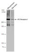 Inositol 1,4,5-Trisphosphate Receptor Type 1 antibody, GTX133161, GeneTex, Western Blot image 