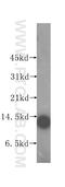 MYC Binding Protein antibody, 12022-1-AP, Proteintech Group, Western Blot image 