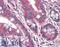 SIM BHLH Transcription Factor 2 antibody, 42-710, ProSci, Western Blot image 