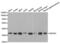 Aldose reductase antibody, abx001414, Abbexa, Western Blot image 