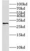 Nipsnap Homolog 3A antibody, FNab05738, FineTest, Western Blot image 