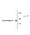 Synaptotagmin 1 antibody, NB300-739, Novus Biologicals, Western Blot image 