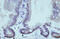 THO Complex 1 antibody, 29-349, ProSci, Immunohistochemistry frozen image 