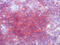 CD3 antibody, AM26052BT-N, Origene, Immunohistochemistry paraffin image 