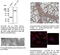 Cathepsin D antibody, AB0043-500, SICGEN, Immunofluorescence image 