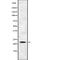 Interferon Alpha 21 antibody, abx216153, Abbexa, Western Blot image 
