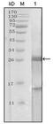 Kallikrein Related Peptidase 3 antibody, AM06205SU-N, Origene, Western Blot image 