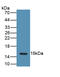 Luteinizing Hormone Beta Polypeptide antibody, abx131264, Abbexa, Western Blot image 