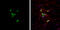 Coronin 1A antibody, GTX106424, GeneTex, Immunofluorescence image 