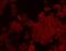 CLDN7 antibody, NBP2-66784, Novus Biologicals, Immunofluorescence image 