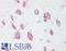 Hexosaminidase Subunit Alpha antibody, LS-B9894, Lifespan Biosciences, Immunohistochemistry paraffin image 