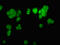 Chromodomain Helicase DNA Binding Protein 1 Like antibody, LS-C674345, Lifespan Biosciences, Immunofluorescence image 