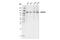 WD Repeat Domain 59 antibody, 53385S, Cell Signaling Technology, Western Blot image 