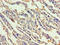 Cobalamin Binding Intrinsic Factor antibody, orb242827, Biorbyt, Immunohistochemistry paraffin image 