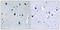 Collagen Type XX Alpha 1 Chain antibody, LS-C119474, Lifespan Biosciences, Immunohistochemistry paraffin image 