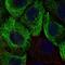 Keratin 13 antibody, NBP2-68890, Novus Biologicals, Immunofluorescence image 