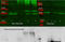 Aldolase, Fructose-Bisphosphate A antibody, R1054, Origene, Western Blot image 