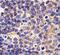 Toll Like Receptor 1 antibody, A00429, Boster Biological Technology, Immunohistochemistry paraffin image 