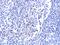 Interleukin 33 antibody, PM-5041, ProSci, Immunohistochemistry frozen image 