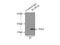 Aldolase, Fructose-Bisphosphate A antibody, 11217-1-AP, Proteintech Group, Immunoprecipitation image 