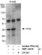 General Transcription Factor IIA Subunit 1 antibody, NBP1-46216, Novus Biologicals, Immunoprecipitation image 