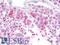 Reticulon 4 Receptor Like 2 antibody, LS-B10064, Lifespan Biosciences, Immunohistochemistry paraffin image 