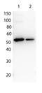 Interleukin 27 antibody, orb345243, Biorbyt, Western Blot image 