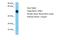 GC-Rich Promoter Binding Protein 1 Like 1 antibody, A14995, Boster Biological Technology, Western Blot image 