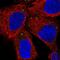 Proprotein Convertase Subtilisin/Kexin Type 1 Inhibitor antibody, HPA064734, Atlas Antibodies, Immunofluorescence image 