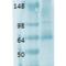 Solute Carrier Family 5 Member 5 antibody, 11563, QED Bioscience, Western Blot image 