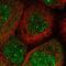 Eukaryotic Elongation Factor, Selenocysteine-TRNA Specific antibody, PA5-57400, Invitrogen Antibodies, Immunofluorescence image 