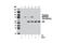 Myristoylated Alanine Rich Protein Kinase C Substrate antibody, 11992S, Cell Signaling Technology, Immunoprecipitation image 
