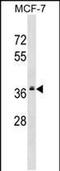 Mitochondrial Ribosomal Protein L2 antibody, PA5-48834, Invitrogen Antibodies, Western Blot image 