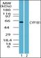 Cytochrome P450 Family 1 Subfamily B Member 1 antibody, orb87638, Biorbyt, Western Blot image 