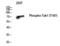 Mitogen-Activated Protein Kinase Kinase Kinase 7 antibody, PA5-40229, Invitrogen Antibodies, Western Blot image 
