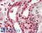 Stromal Antigen 1 antibody, LS-B11664, Lifespan Biosciences, Immunohistochemistry paraffin image 