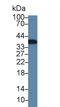 Calcium Modulating Ligand antibody, LS-C702362, Lifespan Biosciences, Western Blot image 