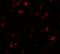 FERM And PDZ Domain Containing 1 antibody, A10887, Boster Biological Technology, Immunofluorescence image 