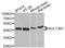 Sulfotransferase Family 2B Member 1 antibody, STJ110047, St John