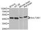 Sulfotransferase family cytosolic 2B member 1 antibody, STJ110047, St John