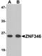 Zinc Finger Protein 346 antibody, orb75506, Biorbyt, Western Blot image 