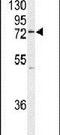 UFM1 Specific Ligase 1 antibody, PA5-26680, Invitrogen Antibodies, Western Blot image 