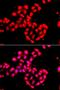 Protocadherin Alpha 13 antibody, orb248006, Biorbyt, Immunocytochemistry image 