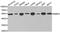 RB Binding Protein 4, Chromatin Remodeling Factor antibody, MBS126765, MyBioSource, Western Blot image 