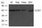 C-C Motif Chemokine Receptor 7 antibody, 79-688, ProSci, Western Blot image 