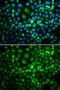 RuvB Like AAA ATPase 2 antibody, GTX64643, GeneTex, Immunocytochemistry image 