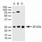 Sigma Non-Opioid Intracellular Receptor 1 antibody, 42-3300, Invitrogen Antibodies, Western Blot image 