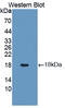 Insulin Like 3 antibody, abx128999, Abbexa, Western Blot image 