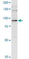 PiggyBac Transposable Element Derived 1 antibody, MA5-22767, Invitrogen Antibodies, Western Blot image 